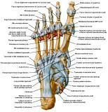 Anatomie: heup,bovenbeen,knie,onderbeen,enkel,voet,acetabulum,collum femoris,trachanter,femur,epicondyl,meniscus,kruisband,cruciate ligament,patella,knieschijf,tibia,fibula,malleolus,talus,calcaneus,tarsus,metatarsus,phalanx,falanx,quadriceps femoris,rectus femoris,sartorius,tensor fasciae latae,tractus iliotibialis,biceps femoris,gastrocnemius,semimembranosus,semitendinosus,soleus,suralis,vena saphena parva,vena saphena magna,sciatic,ischiadicus,peronea